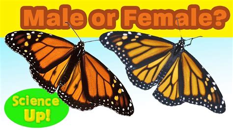 Monarch Butterfly Male Or Female