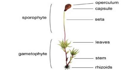 Draw a Labelled Diagram of Gametophyte of Moss - QS Study