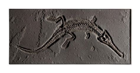 A VERY LARGE FOSSIL CROCODILE , GERMANY | Christie's