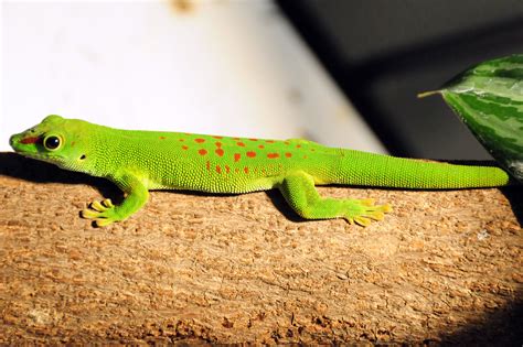 Madagascar Giant Day Gecko | Amphibians, Reptiles and amphibians, Reptiles