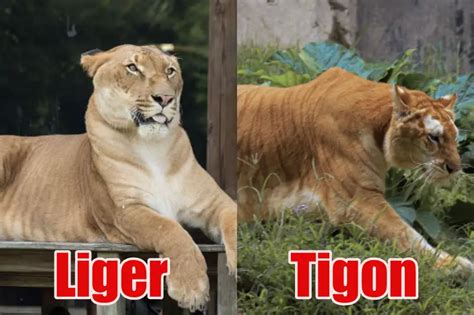 Liger vs. Tigon: Six Major Differences (Full Guide Comparison)