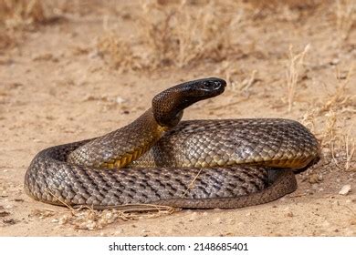 Inland Taipan Oxyuranus Microlepidotus Habitat South Stock Photo ...