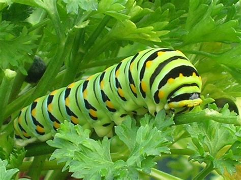 Papilio polyxenes on Petroselinum (Black Swallowtail Butterfly Larvae ...