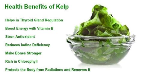 Health Benefits of Kelp | Nutritional Benefits | Steadyrun ...