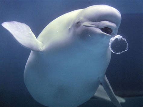 Gallery For > Pregnant Beluga Whale