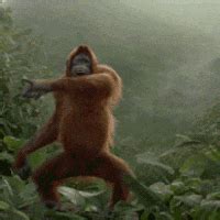 Dancing Monkey GIFs - Get the best GIF on GIPHY