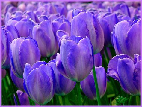 HD wallpaper: close-up photo of purple tulip flowers, tulips, tulip ...