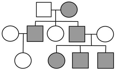 Pedigree Practice Problems Worksheet Answers Pdf – Askworksheet