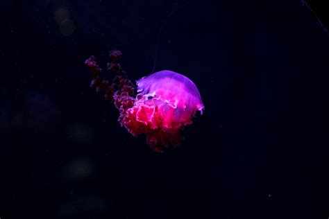 Download Underwater Purple Animal Jellyfish 4k Ultra HD Wallpaper