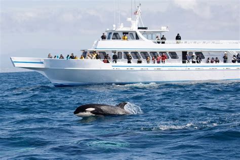 Vancouver Whale Watching Cruise - How much Does it Cost?