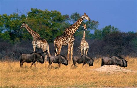 Africa's top 10 best safari parks | Safari Destinations in Africa