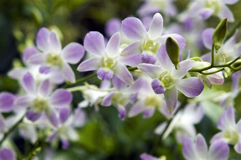 The Types of Orchids and Identification Photos