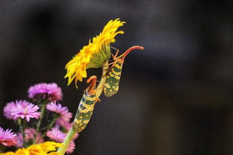 Pest Control: How To Properly Deal With Spotted Lanternflies | Phyxter ...