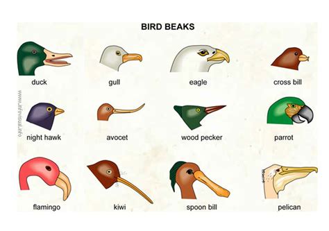 El blog de cuarto: DIFFERENT TYPES OF BEAKS