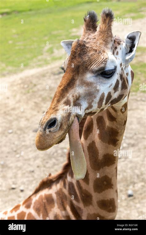 Giraffe close up portrait, sticking it's tongue out Stock Photo - Alamy