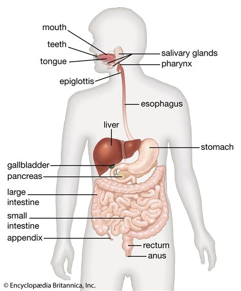 Digestive System – St Mark Tacaca Czarina Aira