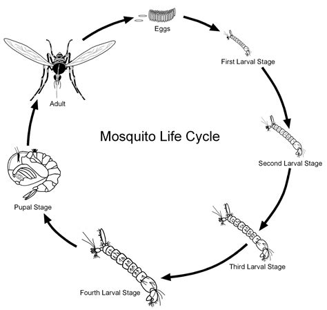 Dengue Mosquito Life Cycle