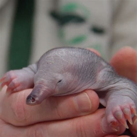 Baby echidna recovers from bird attack in Sydney wildlife hospital