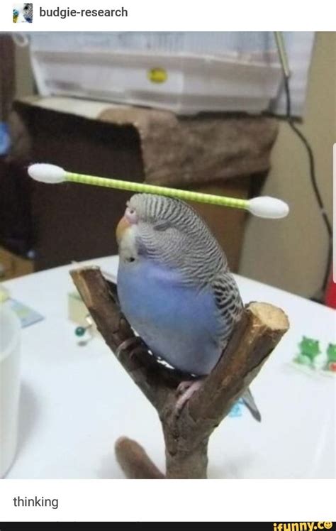 budgie-research - iFunny | Funny parrots, Budgies, Funny animals