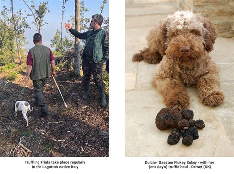 Truffle Searching - The Lagotto Romagnolo Club of Great Britain