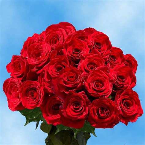 Globalrose Fresh Red Color Roses (100 Stems)-100-red-roses-md - The ...