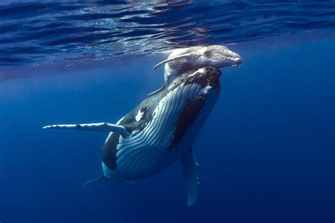 Scientists Capture Video of Minutes-Old Humpback Whale Calf as Annual ...