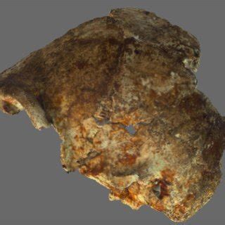 An example of 3D model sharing of the Homo naledi fossils. The figure ...