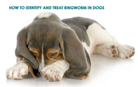 How Do I Get Rid Of Ringworm On My Dog Fast