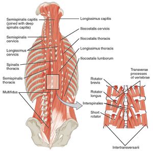 Intermediate Muscles Of The Back