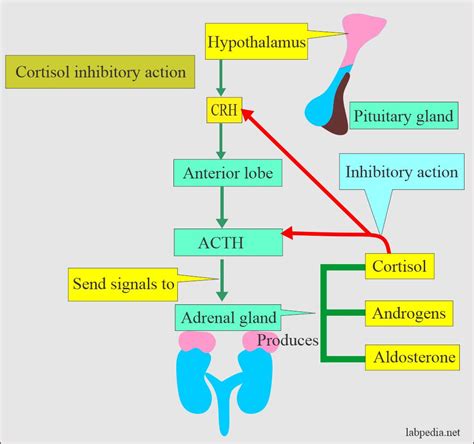 Adrenal Gland Hormones Interpretation, (Cortisol and Aldosterone ...