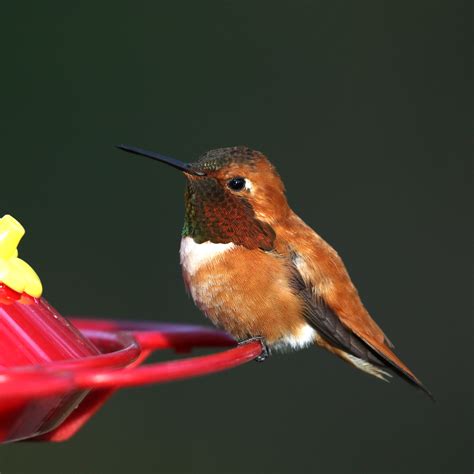 The Rufous Hummingbird | Midas Gold