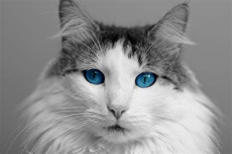 The Funniest Cats: Cat Breeds With Blue Eyes