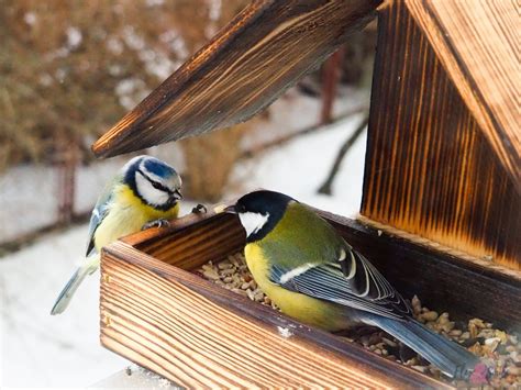 Feeding Winter Birds – Stratford Crier