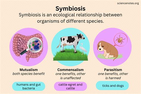 What Is The Symbiotic Relationship