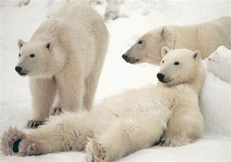 Polar Bear Family Wallpapers,Polar Bear Wallpapers & Pictures Free ...