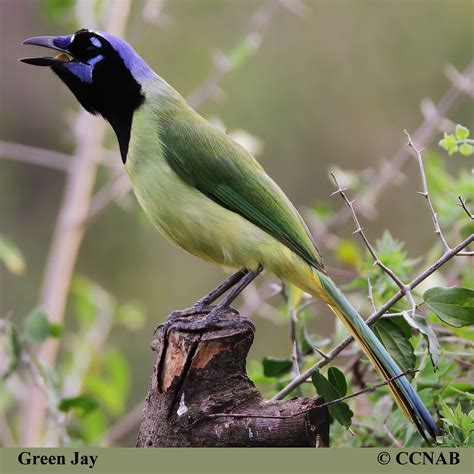 Green Jay (Cyanocorax yncas) - GRJA