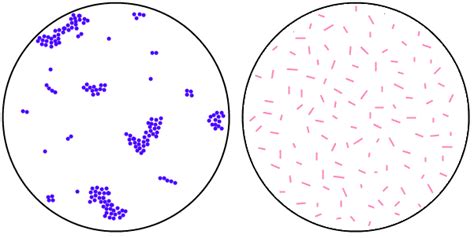 Simple Staining: Principle, Procedure and Results