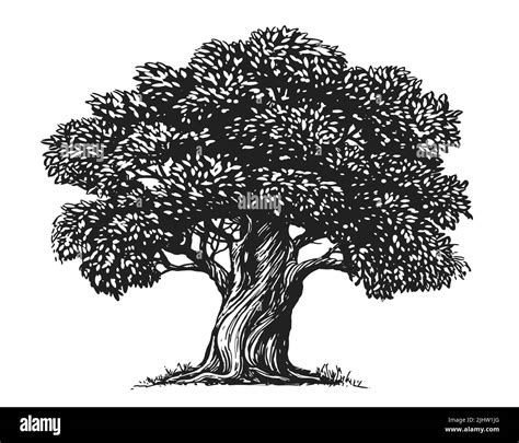 Sketch Olive Tree isolated on white background. Hand drawn illustration ...