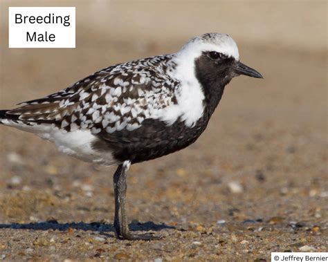 American Oystercatcher Breeding Male - BiodiversityWorks