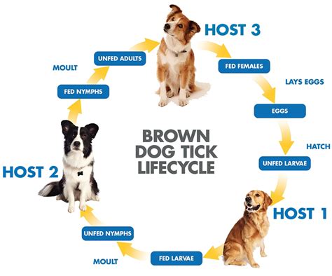 Ehrlichia Positive Protocol | Big Lick Veterinary Services