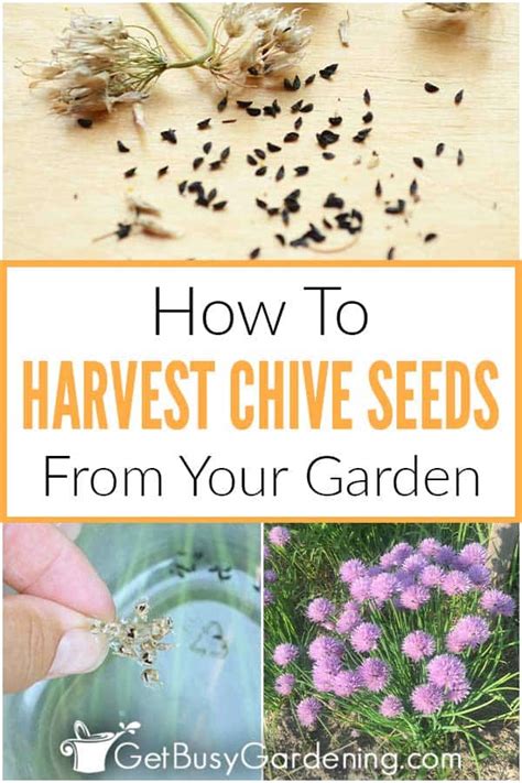 How To Harvest & Collect Chive Seeds In Your Garden