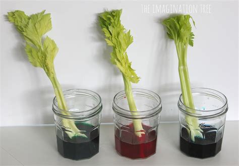 Dyed Celery Experiment: Transpiration Demonstration - The Imagination Tree