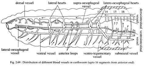 Short Note On Circulatory System Of Earthworm - The Earth Images ...