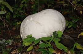 Giant Puffball Mushroom Information and Cultivation - Mushroom Appreciation