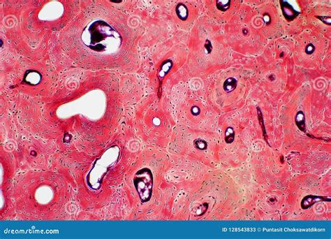 Histology Of Human Tissue Stock Photo | CartoonDealer.com #143111790