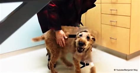 Video of formerly blind dog seeing his family for the 1st time after ...