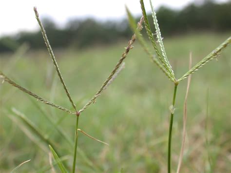 Bermudagrass