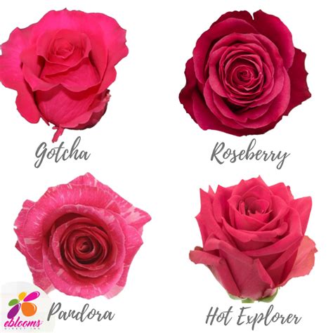 Hot Pink Roses Assorted near me – Eblooms Farm Direct Inc.