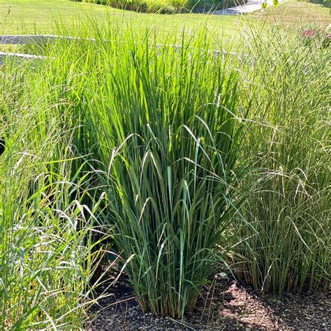 Panicum virgatum 'Northwind' - Midwest Groundcovers, LLC