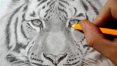 Pencil Drawing Tiger Images - bestpencildrawing